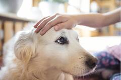 ਜਾਨਵਰਾਂ ਤੋਂ ਕੋਰੋਨਾ ਫੈਲਣ ਪਿੱਛੇ ਕੀ ਹੈ ਸੱਚ? ਕੀ ਤਹਾਨੂੰ ਛੱਡ ਦੇਣੇ ਚਾਹੀਦੇ ਪਾਲਤੂ ਜਾਨਵਰ? ਪੜ੍ਹੋ ਪੂਰੀ ਡਿਟੇਲ 