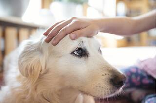 ਜਾਨਵਰਾਂ ਤੋਂ ਕੋਰੋਨਾ ਫੈਲਣ ਪਿੱਛੇ ਕੀ ਹੈ ਸੱਚ? ਕੀ ਤਹਾਨੂੰ ਛੱਡ ਦੇਣੇ ਚਾਹੀਦੇ ਪਾਲਤੂ ਜਾਨਵਰ? ਪੜ੍ਹੋ ਪੂਰੀ ਡਿਟੇਲ 