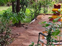 Ratnagiri Crow Story : गोष्ट आहे पांढऱ्या शुभ्र कावळ्याची! काळ्या रंगाचा कावळा सफेद कसा झाला?