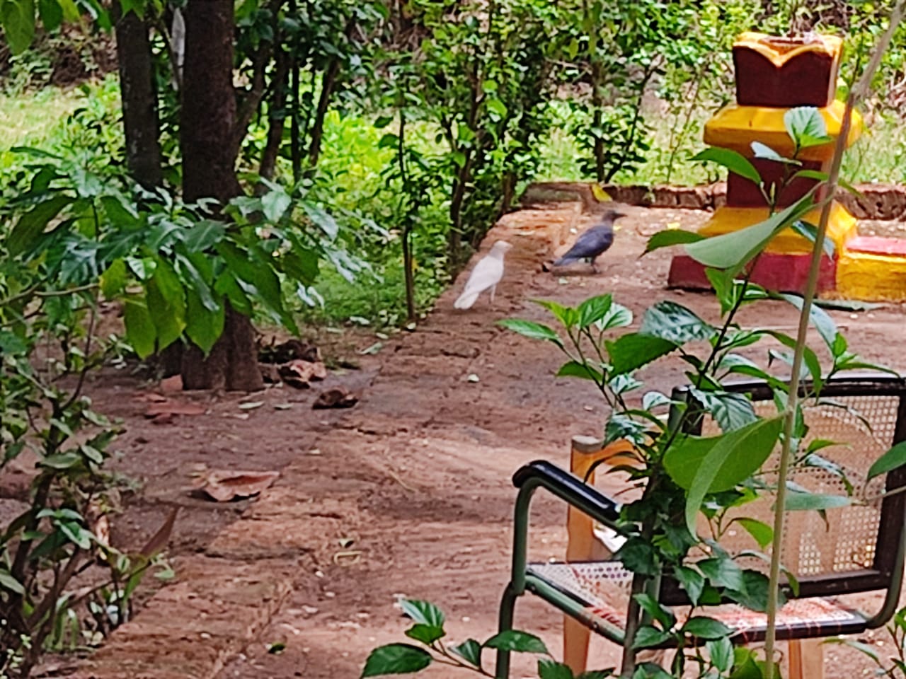 Ratnagiri Crow Story : गोष्ट आहे पांढऱ्या शुभ्र कावळ्याची! काळ्या रंगाचा कावळा सफेद कसा झाला?