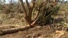 ગીર સોમનાથના આ ગામમાં બાગાયતી પાકને ભારે નુકસાન, ખેડૂતે શું કરી માંગ?