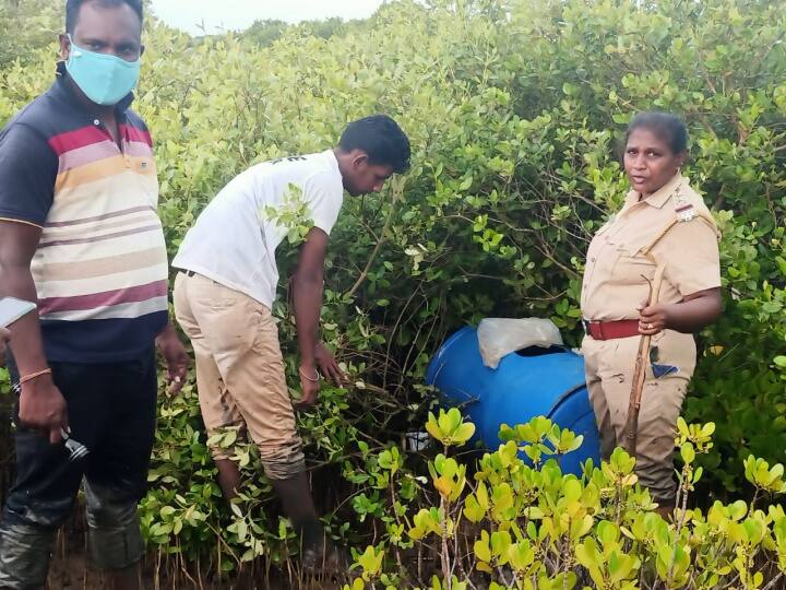 சீர்காழி : அலையாத்தி காட்டில் பதுக்கி வைக்கப்பட்டிருந்த சாராய ஊரல்கள் அழிப்பு