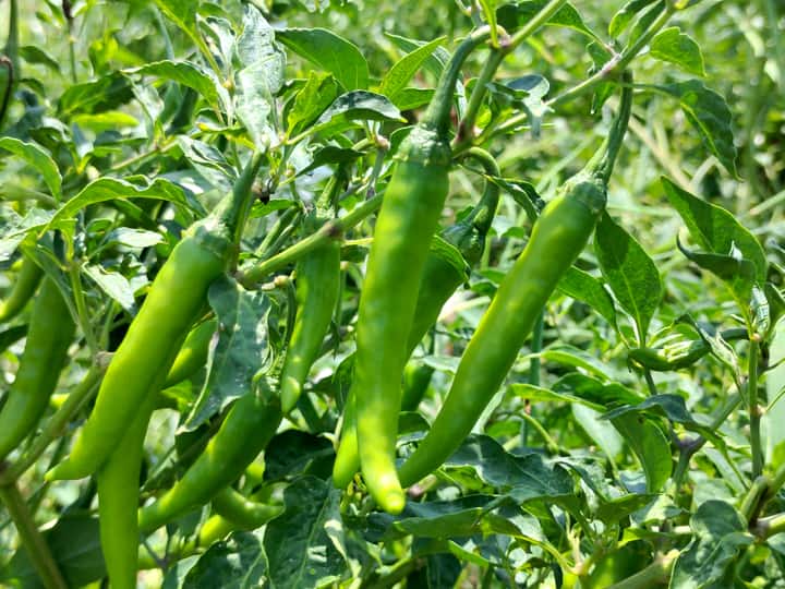 Farmers suffer due to fall in green chilli prices பச்சை மிளகாய் விலை வீழ்ச்சி காரணமாக விவசாயிகள் வேதனை