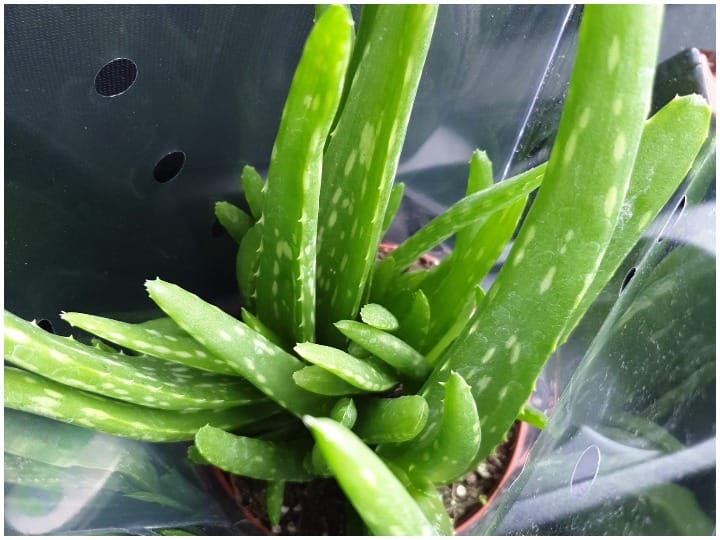 Aloe Vera Benefits: This natural herb has amazing benefits, it can be used in many issues Aloe Vera Benefits: प्राकृतिक जड़ी-बूटी के जानिए हैरतअंगेज फायदे, कई समस्याओं में है कारगर