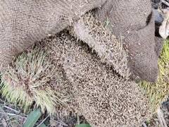 எடை போடாமல் மழையில் வீணான நெல் மூட்டைகள்