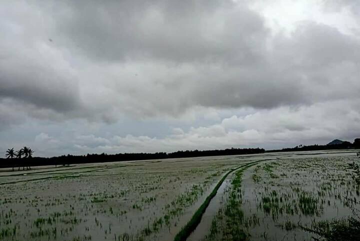 கண்ணுக்கு எட்டி தூரம் பயிர்கள் மூழ்கியிருக்கும் காட்சி