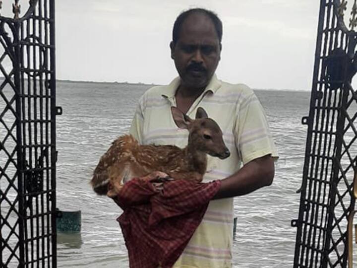 Cyclone Yaas: Forest Officer Rescues Deer From Flood In Sunderbans, Netizens Hail Him As 'Hero' Cyclone Yaas: Forest Officer Rescues Deer From Flood In Sunderbans, Netizens Hail Him As 'Hero'