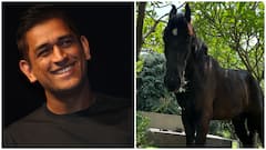 Watch: MS Dhoni Pets His Horse 'Chetak' At Ranchi Farmhouse, Wife Sakshi Shares Adorable Video