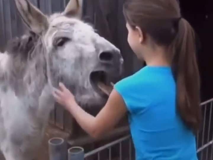 Donkey Overwhelmed With Emotions After Seeing Girl Who Raised It WATCH | Donkey Overwhelmed With Emotions After Seeing Girl Who Raised It