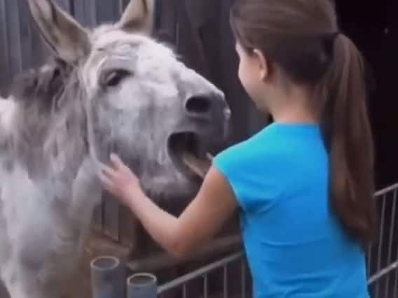 WATCH | Donkey Overwhelmed With Emotions After Seeing Girl Who Raised It