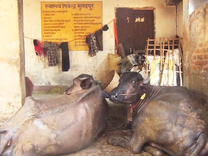 Peoples keep animals in Health Center of Muradpur village of Sitamarhi lack of doctors and staff ann बिहारः सीतामढ़ी का एक ऐसा उप स्वास्थ्य केंद्र जहां नहीं आते डॉक्टर या कर्मी, गांव वालों ने बना दिया तबेला