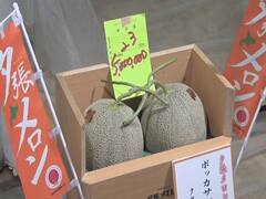 युबारी खरबूजे की जोड़ी की हुई नीलामी, 18 लाख रुपए रखी गई इसकी कीमत