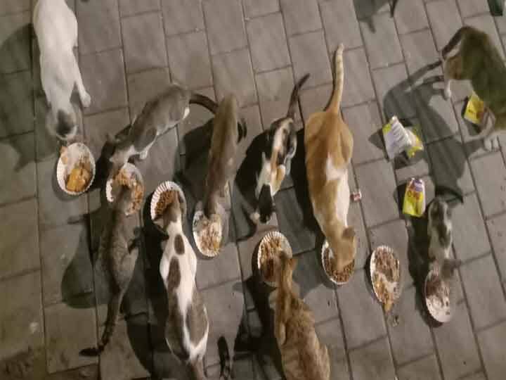 Mr Darius feeds thousands of cats every day in Mumbai ann रोज हजारों बिल्लियों को खाना खिलाते हैं डेरियस, महीने में लाखों रुपये खर्च कर करते हैं यह सेवा