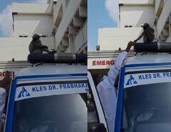 माकडाने रुग्णवाहिकेची चावी काढून घेतली, अर्धा तास खोळंबा, मग लढवली 'ही' शक्कल!