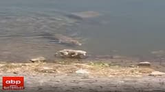 નદી કિનારે ભોજનની શોધમાં ફરી રહ્યો હતો શ્વાન, આ રીતે મગર ખેંચી ગયો પાણીમાં, જુઓ વીડિયો