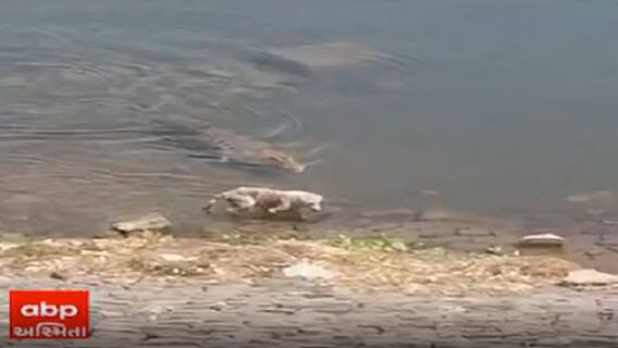 નદી કિનારે ભોજનની શોધમાં ફરી રહ્યો હતો શ્વાન, આ રીતે મગર ખેંચી ગયો પાણીમાં, જુઓ વીડિયો
