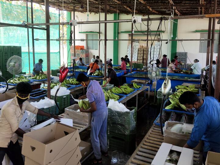 Theni Decline in banana exports lamenting local farmers. பஜ்ஜி பிரியர்களுக்கு பங்கம் வரலாம்... தேனி வாழை ஏற்றுமதியில் பின்னடைவு!