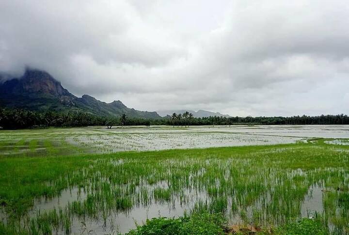 விவசாய நிலங்களை சூழ்ந்துள்ள மழைநீர்