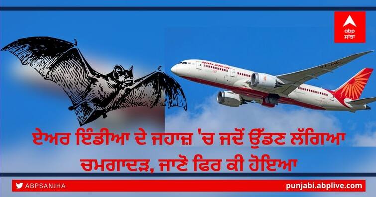 Air India flight returns mid-air to Delhi after bat found in plane Bat in Flight: Air India ਦੇ ਜਹਾਜ਼ 'ਚ ਜਦੋਂ ਉੱਡਣ ਲੱਗਿਆ ਚਮਗਾਦੜ, ਜਾਣੋ ਫਿਰ ਕੀ ਹੋਇਆ