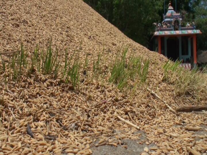 not sales farming product madurai farmers crying for lock down time மதுரை : குவியல்களிலேயே முளைக்கத் தொடங்கிய நெல் : கண்ணீரில் விவசாயிகள் !