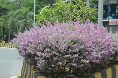 In Pics | पावसाचे स्वागत आपल्या आकर्षक फुलांनी करणाऱ्या 'बॅरोमीटर बुश' ला आलेला फुलोरा