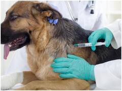 कोविड-19 के खिलाफ जानवरों को सुरक्षित करने का काम कर रहा है रूस, टीकाकरण किया शुरू