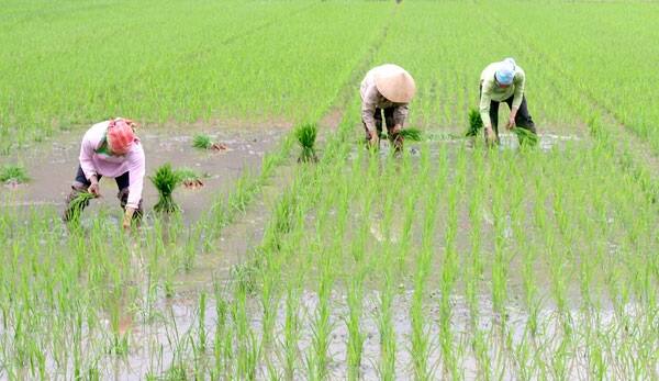 Padde sewing started in Punjab Government claimed to give 8 hours electricity to farmers ਪੰਜਾਬ 'ਚ ਝੋਨੇ ਦੀ ਲੁਆਈ ਸ਼ੁਰੂ, ਕਿਸਾਨਾਂ ਨੂੰ ਅੱਠ ਘੰਟੇ ਬਿਜਲੀ ਸਪਲਾਈ ਦੇਣ ਦਾ ਦਾਅਵਾ