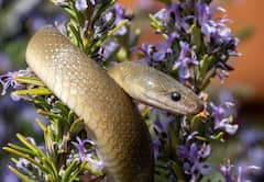 Naag Panchami Katha: एक महायज्ञ रुकवाने से पृथ्वी पर बच सका सांपों का अस्तित्व, जानिए कथा
