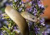 'Eating Dead Snake Will Keep Covid At Bay', Claims TN Man; Arrested, Fined After Video Goes Viral