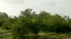 Ahmedabad: ગ્રામ્ય વિસ્તારોની બાગાયતી ખેતીમાં ભારે નુકસાન, અઠવાડિયાથી ખેતરોમાં વીજળી ડુલ