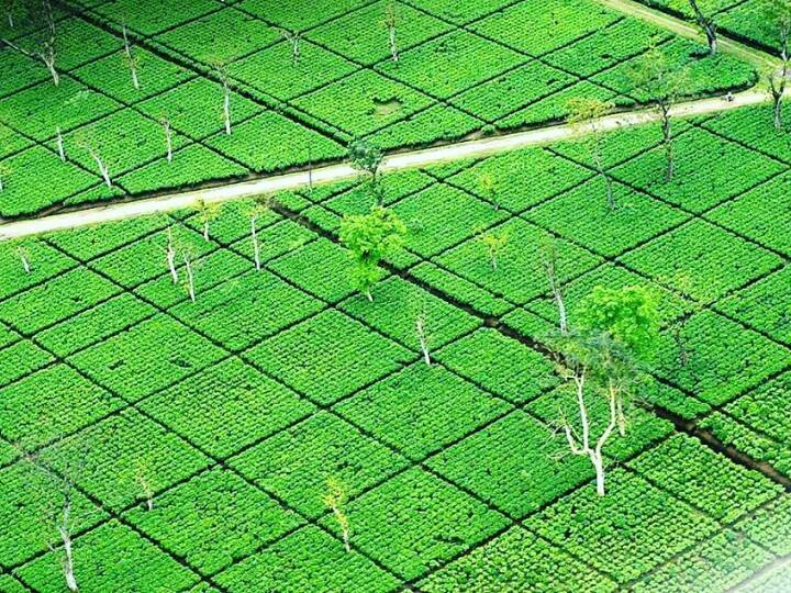 கழுகுப்பார்வையில் கண்ணுக்கு இதமாய் இருக்கும் தேயிலைத் தோட்டம்