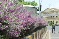 In Pics | पावसाचे स्वागत आपल्या आकर्षक फुलांनी करणाऱ्या 'बॅरोमीटर बुश' ला आलेला फुलोरा