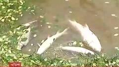 Cyclone Yaas Effect: নোনা জলে মাছের মড়ক, চাঁদিপুরে জীবিকা হারিয়েছেন বহু মানুষ