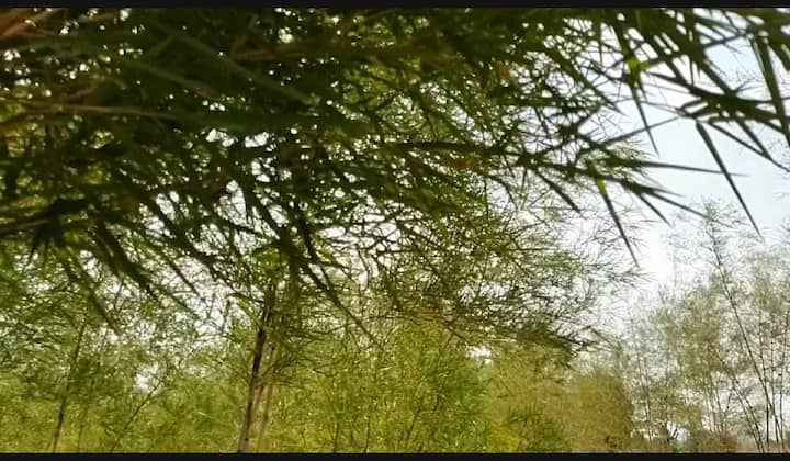बांबू पासून इथेनॉल, बायोसीएनजी तयार होतात शिवाय अगरबत्ती च्या काड्याना बांबूच लागतो बांबू पासून घर सुध्दा सजावटीच्या वस्तू सुद्धा बनतात मात्र प्रत्येक वस्तू साठी बांबू च्या वेगवेगळ्या प्रजाती आहेत त्यामुळे त्याची उपयोगीता ओळखुन बांबूची लागवड केली जावी असे त्यांचे म्हणणे आहे.  बांबू अनेक कामासाठी उपयोगात येतो त्यामुळे शेतकऱ्यांनी बांबु लागवड करावी आणि शेतीला जोड म्हणून बांबु लागवड कडे शेतकऱ्यांनी बघावं अस त्यांचे म्हणणे आहे.
