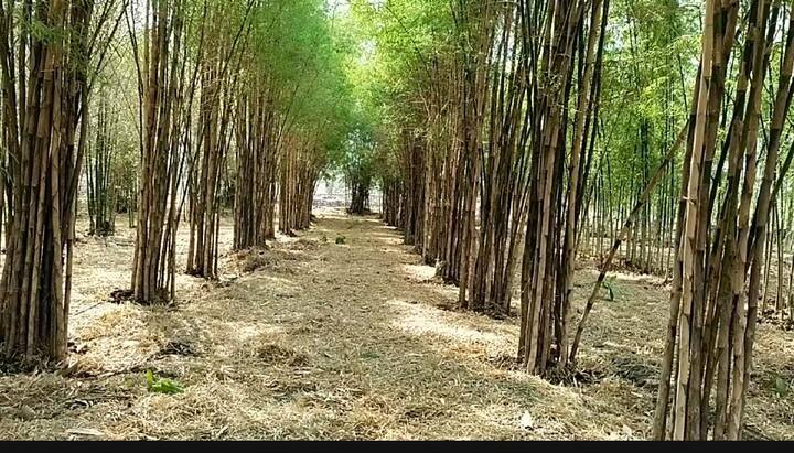 मध्य भारतातील वातावरण येथील पर्जन्यमान आणि उष्णता या बाबी लक्षात घेऊन शेतकऱ्यांनी बांबु ची लागवड करावी असे अजय डोळके सांगतात ज्या बांबूच्या जातीच्या प्रजातीच्या पानाचा आकार (साईज) छोटा ते बांबू लागवड या भागात यशस्वी होते .उष्ण वातावरण हिवाळा  आणि जमिनीचा प्रकार नुसार बांबूची लागवड करावी आणि त्याची उपयोगीता ठरवून लागवड करावी असेही त्यांचे म्हणणे आहे.