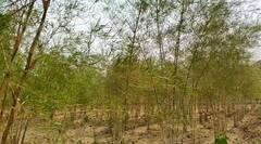 In Pics : यवतमाळमधील बांबूची प्रयोगशील शेती