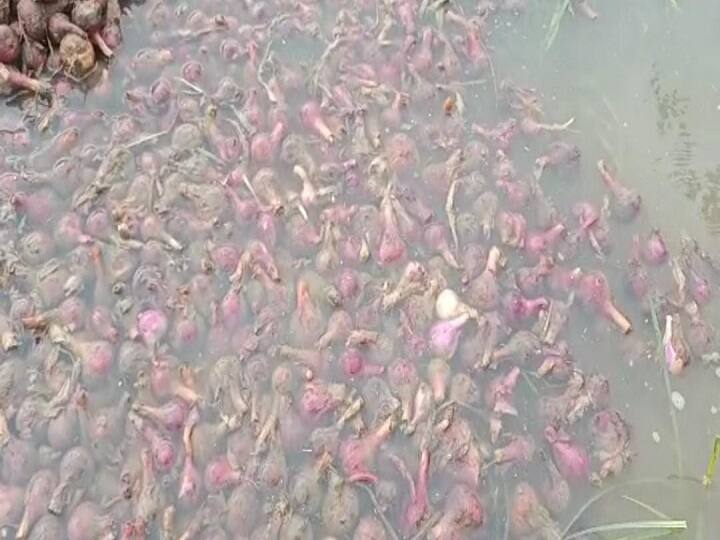Bihar: 'Yaas' brought distress to farmers, onions of millions submerged in water ann किसानों के लिए बदहाली लेकर आया 'यास', पानी में डूबा लाखों का प्याज, DM ने मुआवजा देने की कही बात
