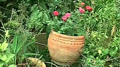 पुण्याच्या शिल्पा नाईक यांनी सेंद्रिय पद्धतीने फुलवली बाग,गच्चीवर 50 पेक्षाही जास्त वनस्पतींची लागवड