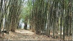 In Pics : यवतमाळमधील बांबूची प्रयोगशील शेती