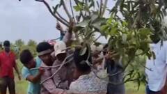 તૌક્તે વાવાઝોડાની તબાહી બાદ બગીચાને ફરી હાર્યા ભર્યા કરવા ખેડૂતોએ ફરી શરૂ કરી મહેનત