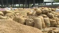 રાજકોટના ગોંડલ યાર્ડમાં મગફળીના ભાવમાં 15 દિવસમાં 100થી 150 રૂપિયાનો ઘટાડો, શું છે ખેડૂતોની માંગ ?