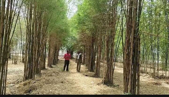 महाराष्ट्र बांबु डेव्हलपमेंट बोर्डचे मुख्य कार्यालय नागपुरात आहे त्यात अटल बांबू योजना आणि राष्ट्रीय बांबू मिशन अंतर्गत शेतकऱ्यांना बांबूची रोप येथून मिळतात या शिवाय दुसरे महाराष्ट्र बांबू प्रमोशन फाउंडेशन सुध्दा बांबू लागवड साठी कार्य करते आणि तिसरे बांबु रिसर्च आणि ट्रेनिंग सेंटर चीचपल्ली चंद्रपूर हे सुद्धा बांबु लागवड दृष्टीने कार्य करीत आहे.