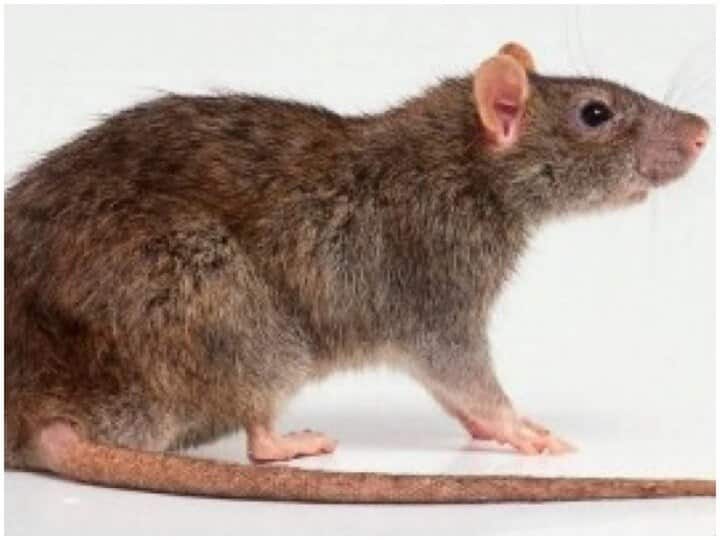 In Australia, mice are prone to plague, harm to people entering homes आस्ट्रेलिया में चूहों के आतंक से लोग परेशान, ऑस्ट्रेलियाई सरकार ने भारत से की 5 हजार लीटर ज़हर की मांग