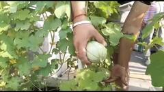 ਛੱਤ ਤੇ ਸਬਜ਼ੀਆਂ ਉਗਾ ਕੇ ਤੁਸੀਂ ਵੀ ਕਮਾ ਸਕਦੇ ਹੋ ਲੱਖਾਂ ਰੁਪਏ, ਪੜ੍ਹੋ ਕਿਵੇਂ ਕਰੀਏ ਕਾਸ਼ਤ