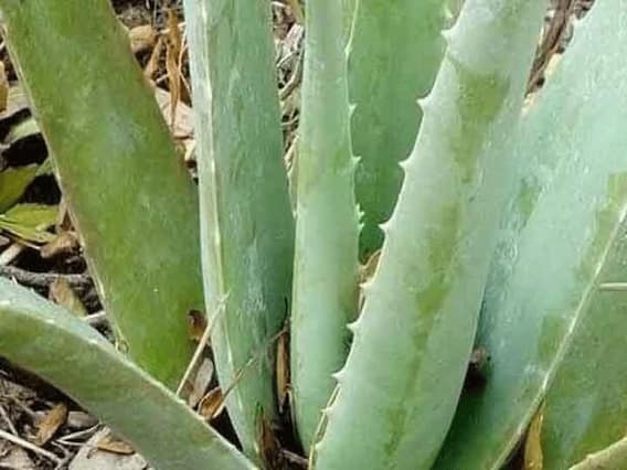 Health Tips: सेहत को नुकसान भी पहुंचा सकता है एलोवेरा का सेवन, जानें कैसे Health Tips: सेहत को नुकसान भी पहुंचा सकता है एलोवेरा का सेवन, जानें कैसे
