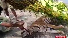 Cyclone Yaas Effect: সুন্দরবনে বাঘের মৃত্যু, বয়সজনিত কারণে মৃত্যু বলেই প্রাথমিক অনুমান