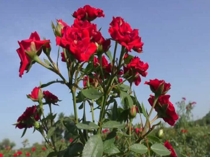 due to lockdown Severe impact on flower sales  Flowers full bloom on plants காஞ்சிபுரம் : ஊரடங்கால் தேங்கிய விற்பனை : செடிகளிலேயே பூத்து, வதங்கி நிலத்துக்கு உரமாகும் பூக்கள்