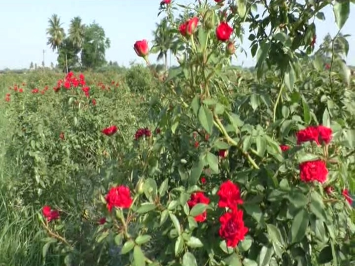 காஞ்சிபுரம் : ஊரடங்கால் தேங்கிய விற்பனை : செடிகளிலேயே பூத்து, வதங்கி நிலத்துக்கு உரமாகும் பூக்கள்