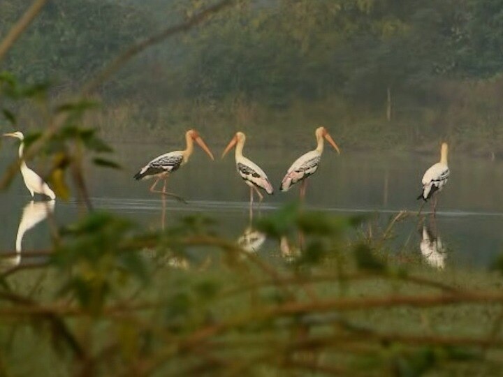 स्थलांतरित पक्षांच्या मुक्तविहाराने तुमसर तालुक्यातील आसलपाणी तलाव झाले नंदनवन; मे महिन्यातही पक्षांचा चिवचिवाट