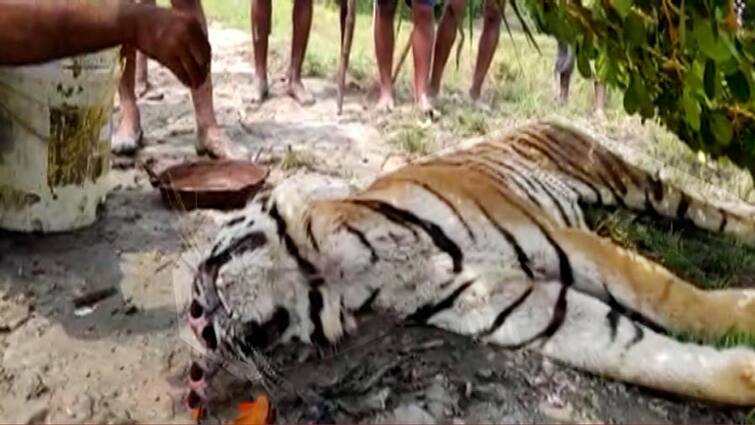 Yaas Cyclone Effect: One Royal Bengal Tiger death in Sundarban after forest workers tried their best to save the animal Royal Bengal Tiger Death: ব্যর্থ বনকর্মীদের চেষ্টা, ইয়াস তাণ্ডবের পর সুন্দরবনে মৃত্যু এক রয়্যাল বেঙ্গল টাইগারের